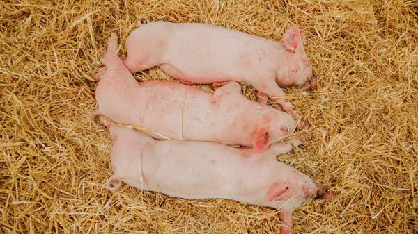 Strategies for Lessening Coccidiosis in Swine Production