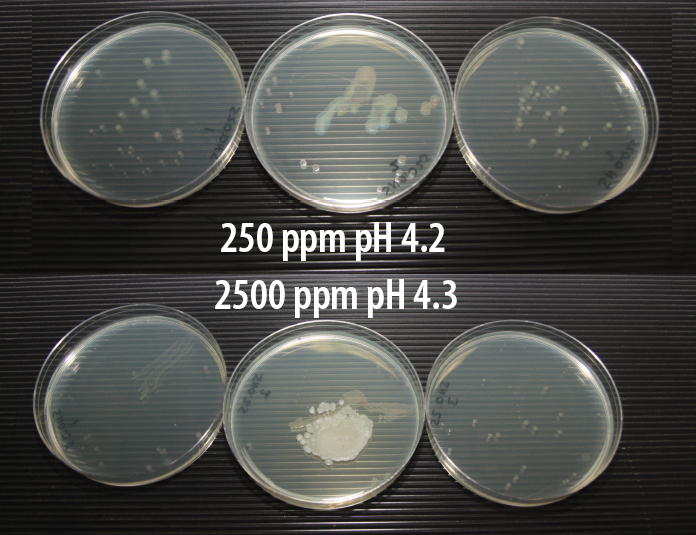 Salmonella Enteritidis AquaGuard
