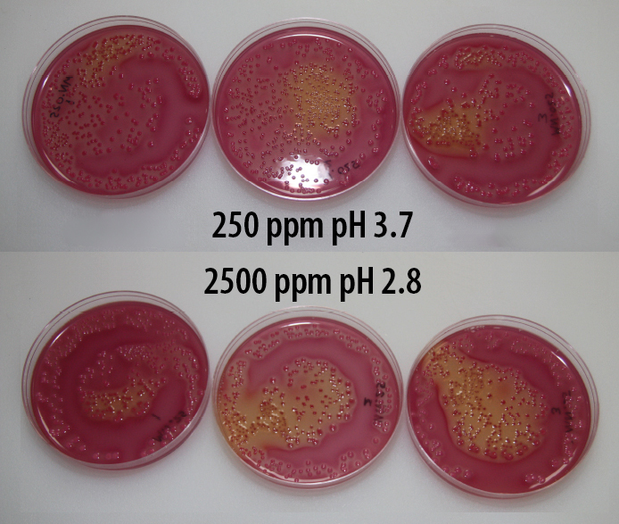 Salmonella Enteritidis AquaGuard