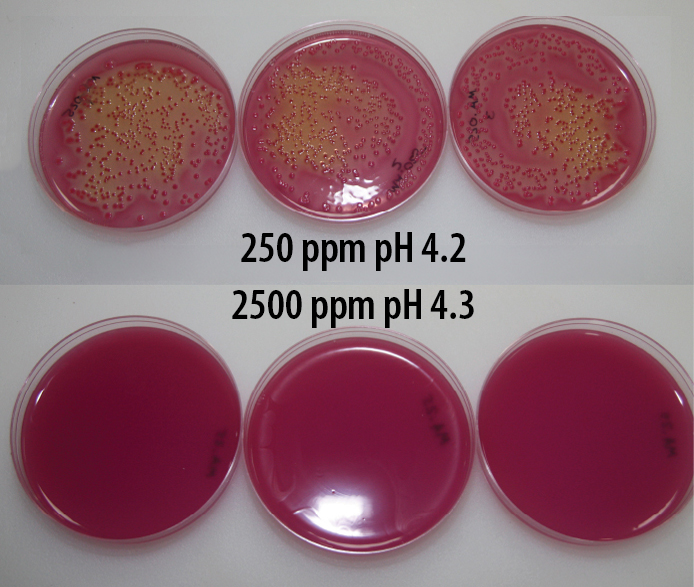 Salmonella Enteritidis AquaGuard