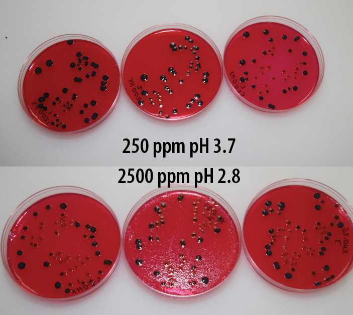 Salmonella Enteritidis AquaGuard