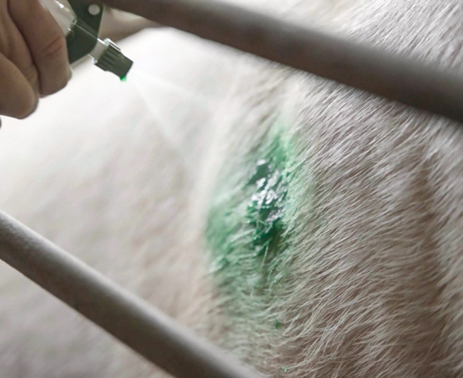 Oinkment Wound Spraying