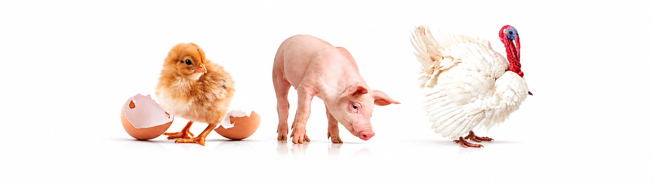 Young chick, pink piglet, and white turkey arranged together on a white background.